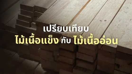 ไม้เนื้อแข็งกับไม้เนื้ออ่อน – เปรียบเทียบโครงสร้าง เนื้อไม้ และลวดลาย เพื่อการเลือกใช้วัสดุที่เหมาะกับงานเฟอร์นิเจอร์และตกแต่ง