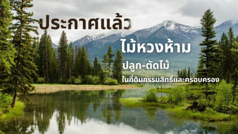 ไม้หวงห้าม – กฎหมายและข้อจำกัดเกี่ยวกับการใช้ไม้หวงห้ามในประเทศไทย