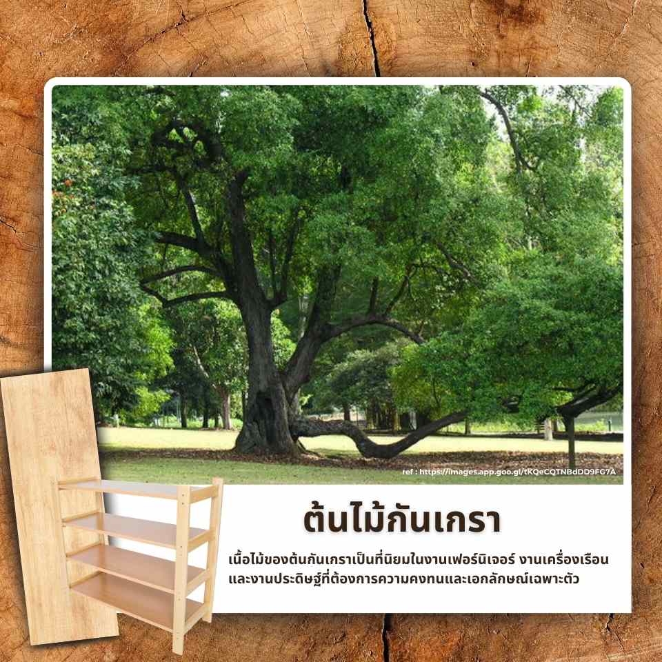 ต้นกันเกรา – ไม้เนื้อแข็งที่แข็งแรง ทนทาน และเป็นไม้หวงห้ามตามกฎหมาย
