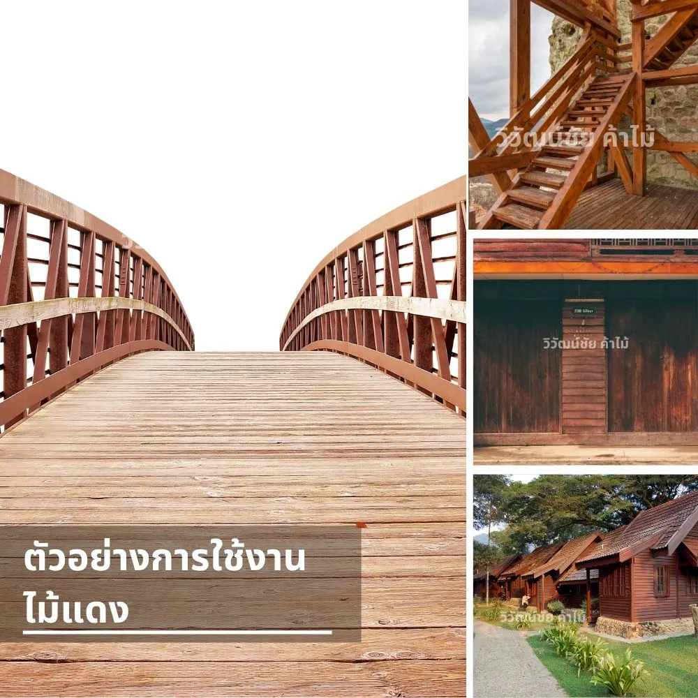 ตัวอย่างการใช้งานไม้แดงในการสร้างสะพาน บ้านไม้ และโครงสร้างบันไดไม้ภายนอก ทนทานต่อการใช้งานจริง