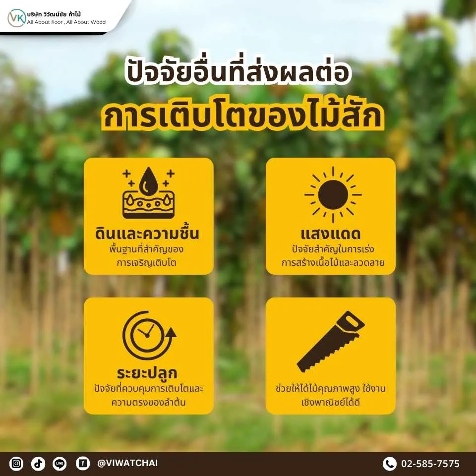 ปัจจัยที่ส่งผลต่อการเติบโตของไม้สัก เช่น ดิน น้ำ แสง และสภาพอากาศ