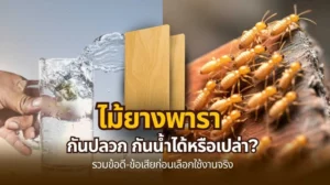 ไม้ยางพารา กันปลวก กันน้ำได้หรือไม่ รวมข้อดีข้อเสียก่อนเลือกใช้งาน