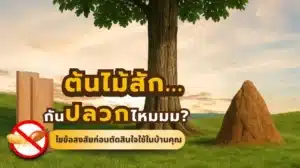 ไม้สักกันปลวกได้จริงไหม ไขข้อสงสัยเรื่องคุณสมบัติของไม้สักก่อนตัดสินใจเลือกใช้ในบ้านของคุณ
