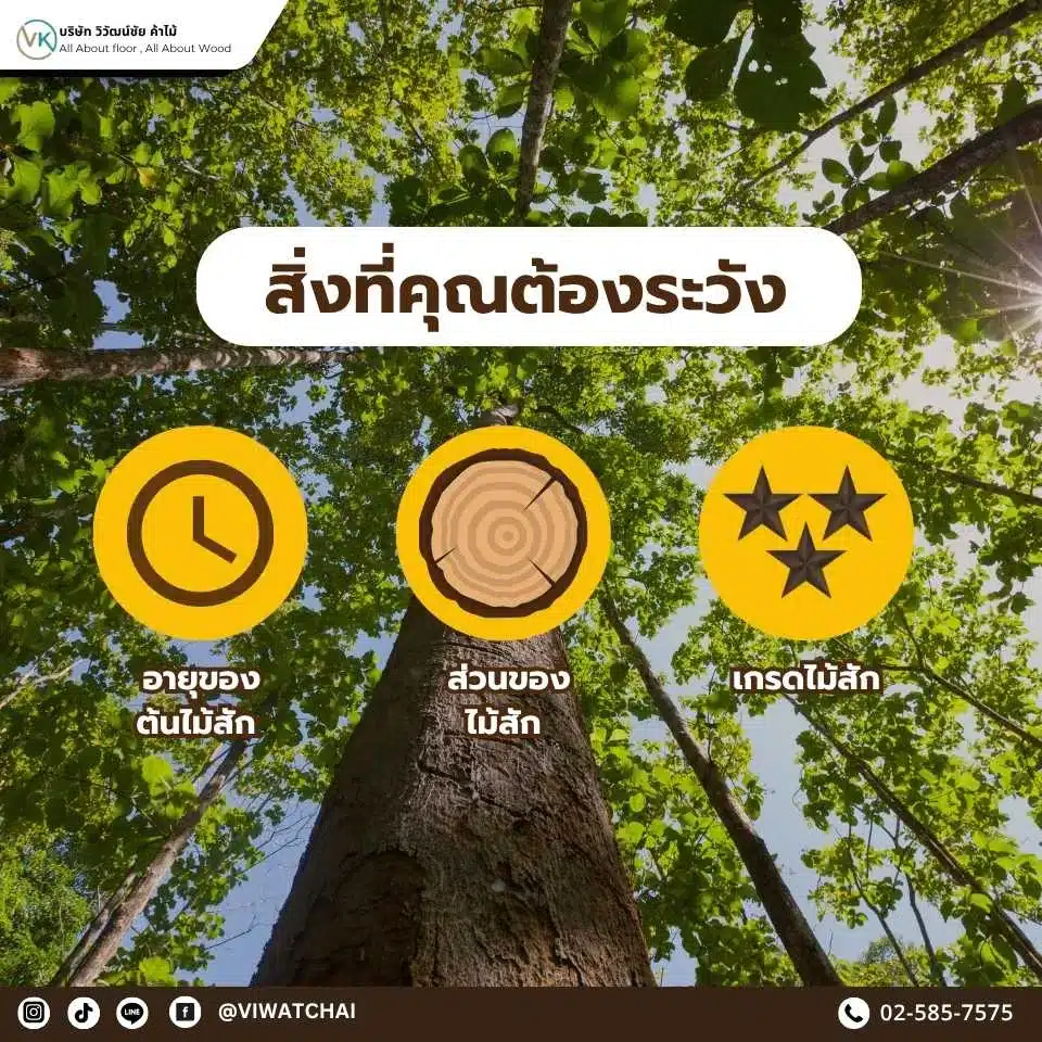 ไม่ใช่ไม้สักทุกแผ่นจะกันปลวกได้เท่ากัน สิ่งที่ต้องระวังก่อนเลือกใช้ไม้สักในบ้าน