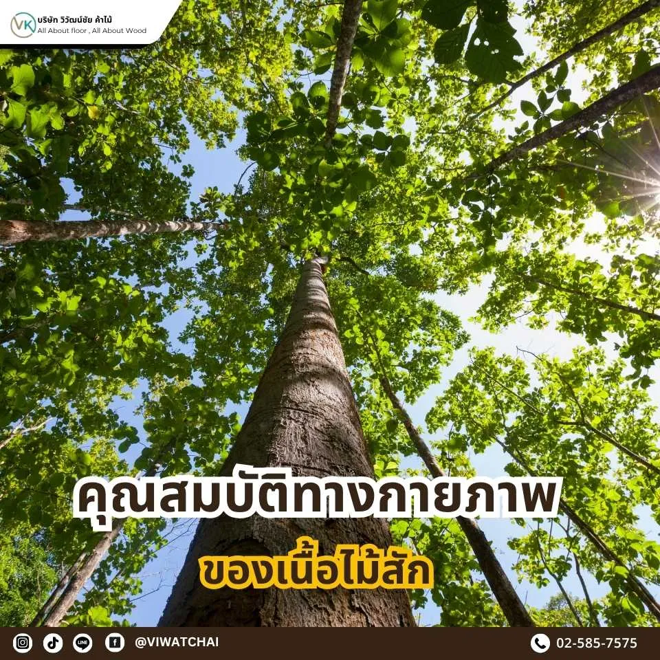 คุณสมบัติทางกายภาพของเนื้อไม้สัก ความแข็งแรง ความหนาแน่น และสีของไม้สักทอง