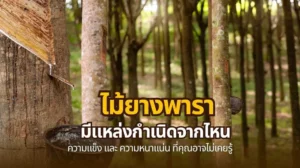 ไม้ยางพารา ลักษณะทางพฤกษศาสตร์และคุณสมบัติของเนื้อไม้