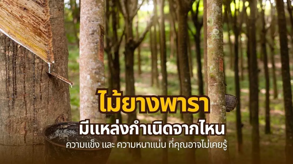 ไม้ยางพารา ลักษณะทางพฤกษศาสตร์และคุณสมบัติของเนื้อไม้