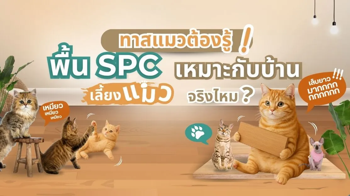 กระเบื้องยาง SPC ลายไม้ในห้องที่มีแมวนั่งเล่น เหมาะกับบ้านที่มีสัตว์เลี้ยง