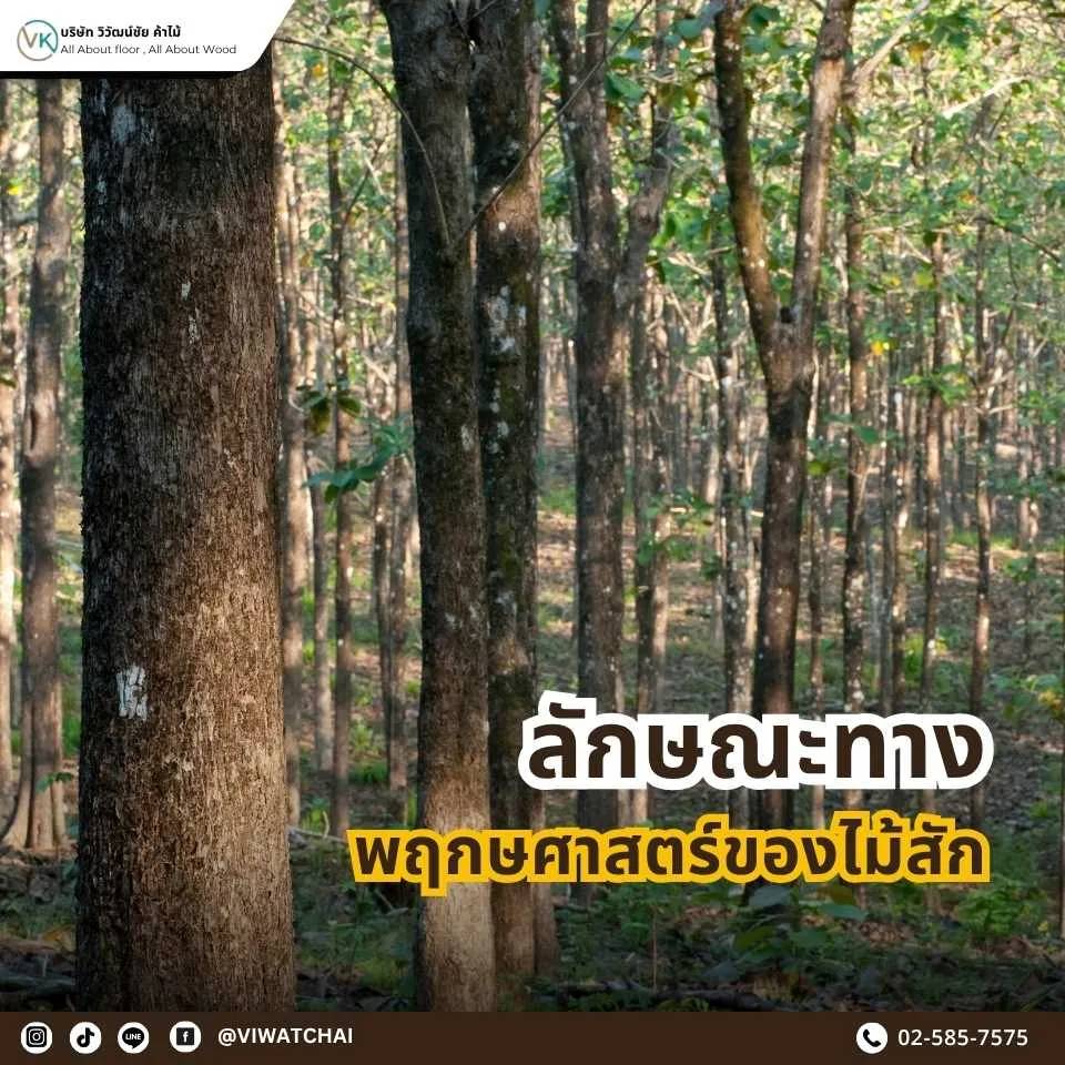 ลักษณะทางพฤกษศาสตร์ของไม้สัก (Tectona grandis) ใบ ดอก ผล และลำต้นของไม้สักทอง