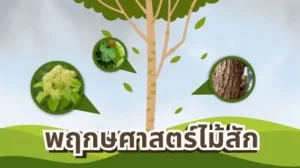 พฤกษศาสตร์ไม้สัก ลักษณะทางพฤกษศาสตร์ของต้นไม้สักทอง (Tectona grandis)