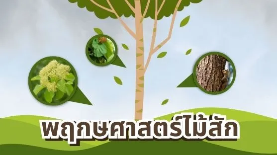 พฤกษศาสตร์ไม้สัก ลักษณะทางพฤกษศาสตร์ของต้นไม้สักทอง (Tectona grandis)