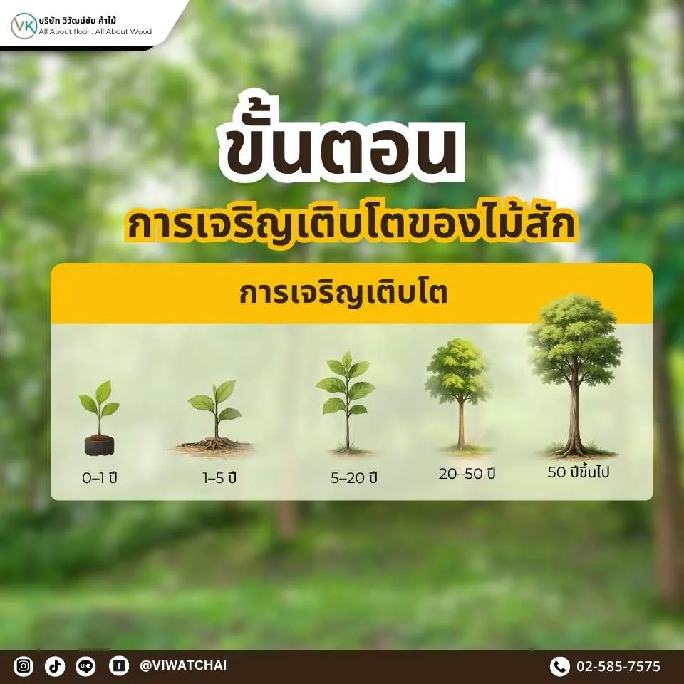 ขั้นตอนการเจริญเติบโตของไม้สัก ตั้งแต่เพาะเมล็ดจนเป็นไม้โตเต็มที่พร้อมใช้งาน