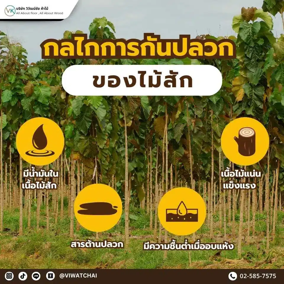 กลไกการกันปลวกของไม้สัก (ในเชิงวิทยาศาสตร์)
