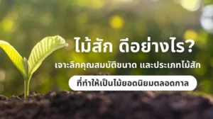 ไม้สัก ดีอย่างไร เจาะลึกคุณสมบัติ ขนาด และประเภทไม้สักยอดนิยม