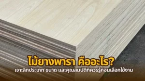 ไม้ยางพารา คืออะไร ลักษณะและคุณสมบัติของไม้ปลูกยอดนิยมในไทย