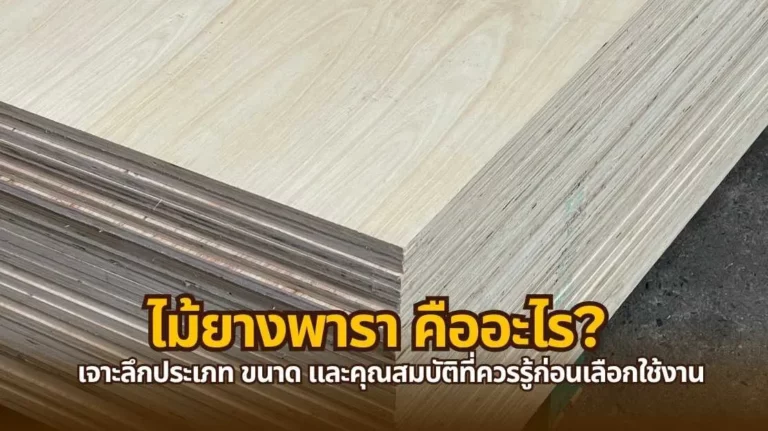 ไม้ยางพารา คืออะไร ลักษณะและคุณสมบัติของไม้ปลูกยอดนิยมในไทย