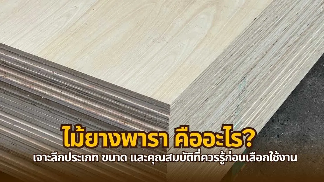 ไม้ยางพารา คืออะไร ลักษณะและคุณสมบัติของไม้ปลูกยอดนิยมในไทย