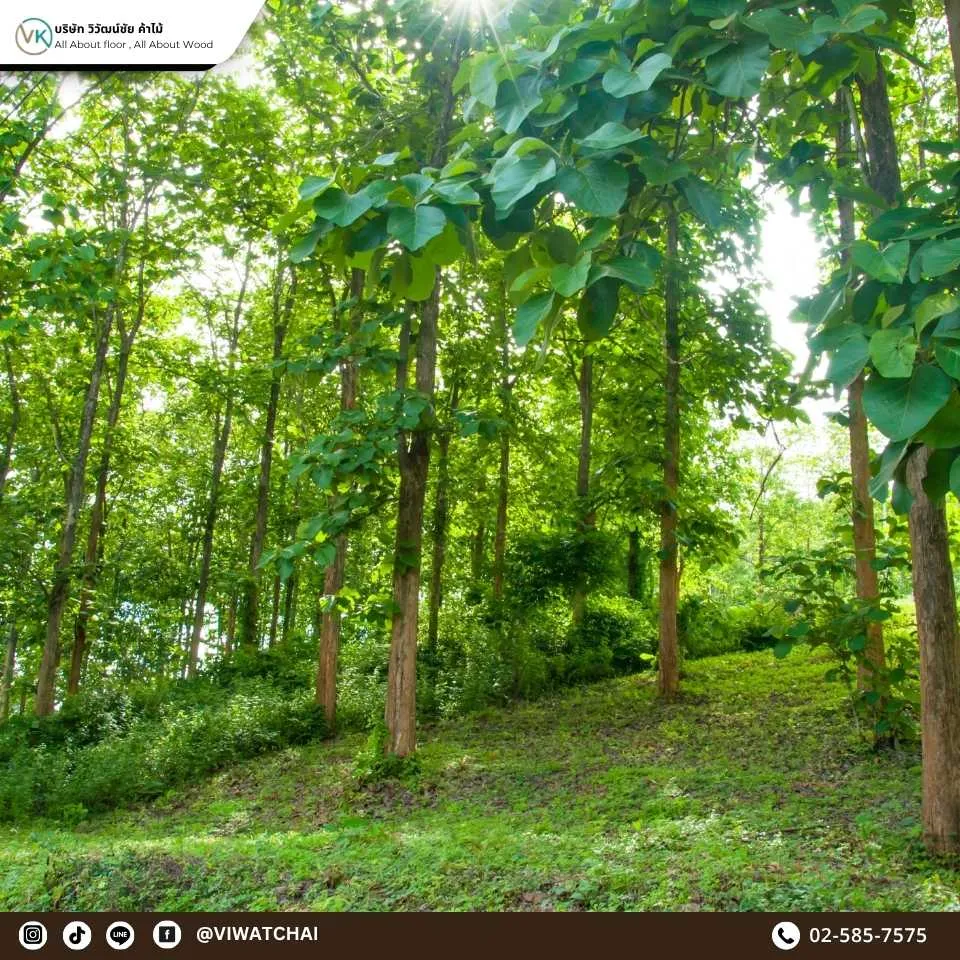 ไม้สักคืออะไร และทำไมควรเข้าใจวงจรชีวิตของไม้สัก ตั้งแต่ต้นกล้าถึงไม้โตเต็มที่