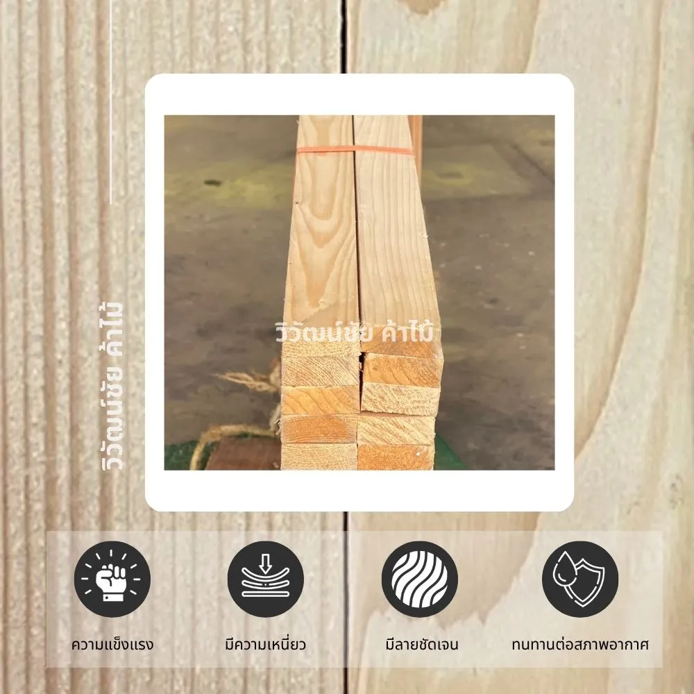 หน้าตัดไม้สนยุโรป ลายไม้ชัด เบา แข็งแรง