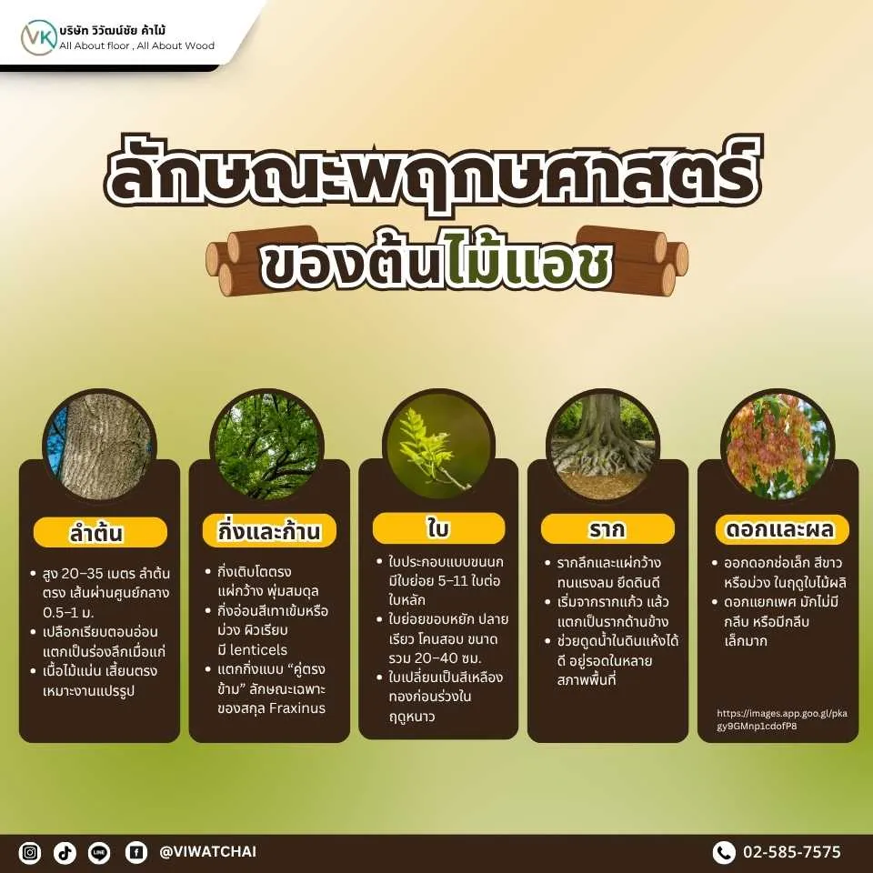 ลักษณะพฤกษศาสตร์ของไม้แอช เช่น ใบประกอบแบบขนนก กิ่งแผ่สวยงาม เปลือกแตกเป็นร่อง 2. Title:
