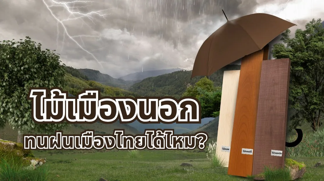 ไม้แปรรูป ไม้ท่อนต่างประเทศ ทนน้ำและฝนได้จริง? เจาะลึกคุณสมบัติไม้ 3 ชนิดยอดนิยม