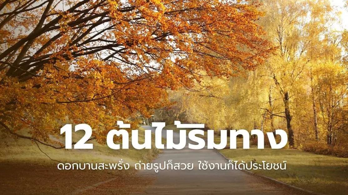 ต้นไม้ริมทาง 12 ชนิด ดอกบานสะพรั่งสวยงาม เหมาะสำหรับปลูกให้ร่มเงาและใช้ประโยชน์หลากหลาย