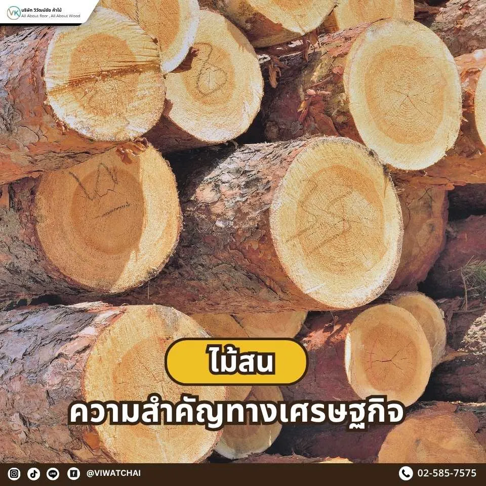 ภาพอธิบายความสำคัญทางเศรษฐกิจของไม้สน ซึ่งเป็นไม้ปลูกเชิงอุตสาหกรรมที่ใช้ในงานก่อสร้าง เฟอร์นิเจอร์ และการผลิตเยื่อกระดาษ