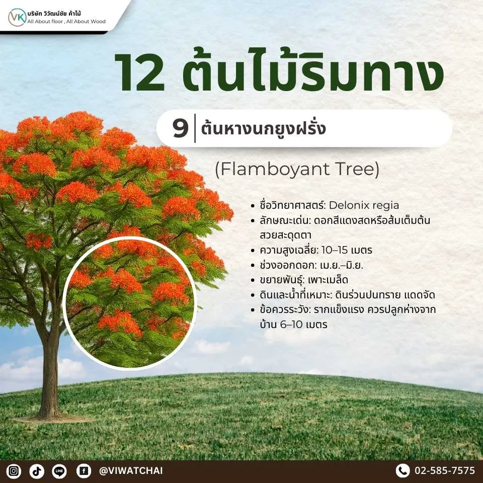 ต้นไม้ริมทาง หางนกยูงฝรั่ง ดอกสีแดงส้มสดใส ให้ร่มเงาและความสวยงาม