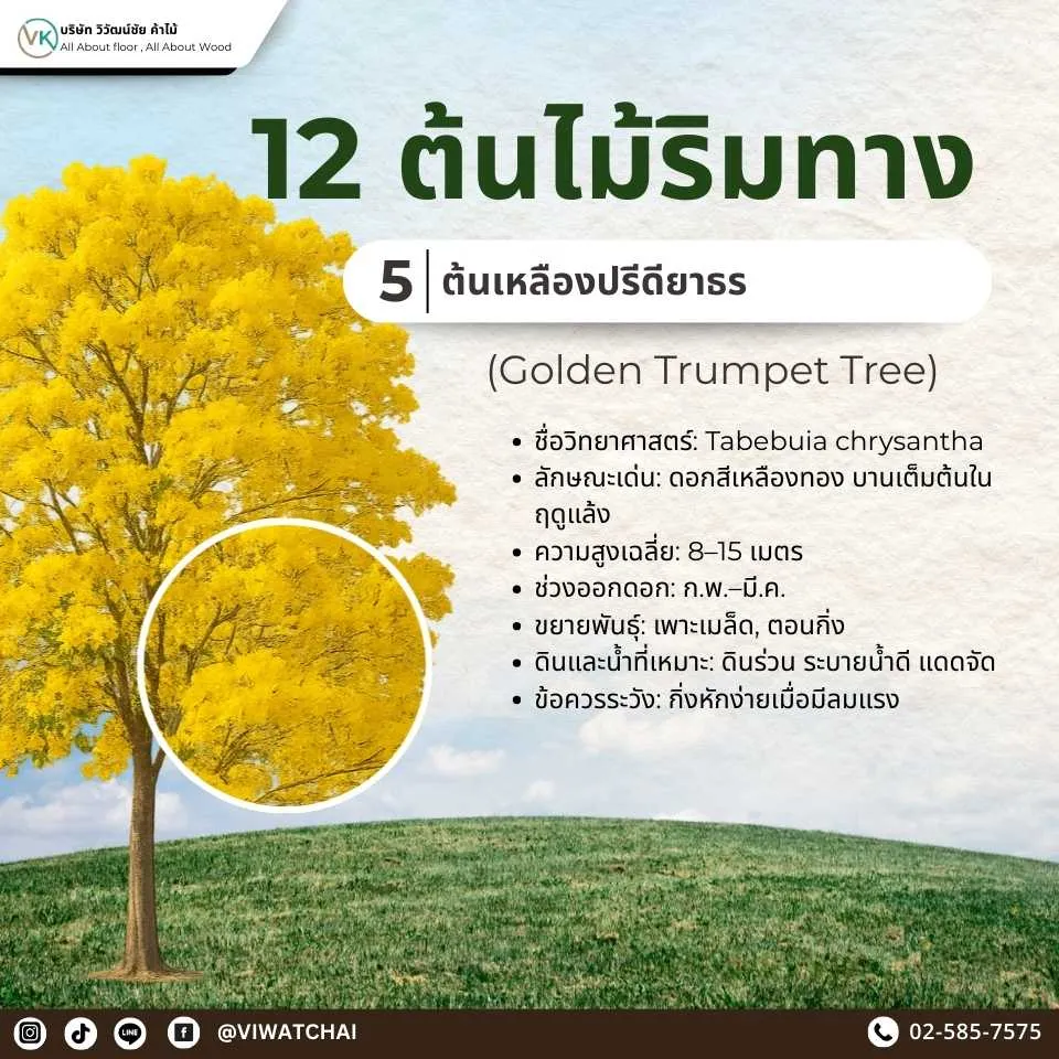 ต้นไม้ริมทาง เหลืองปรีดียาธร ไม้ดอกสีเหลืองสวยงาม บานสะพรั่งในฤดูร้อน