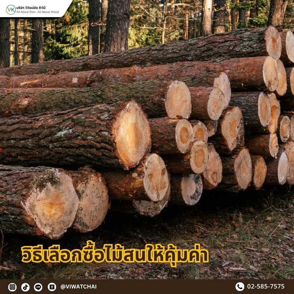 ภาพอธิบายวิธีเลือกซื้อไม้สนให้คุ้มค่า โดยพิจารณาเกรดไม้ ความชื้น ขนาด ความยาว และความเหมาะสมกับงานใช้งานจริง