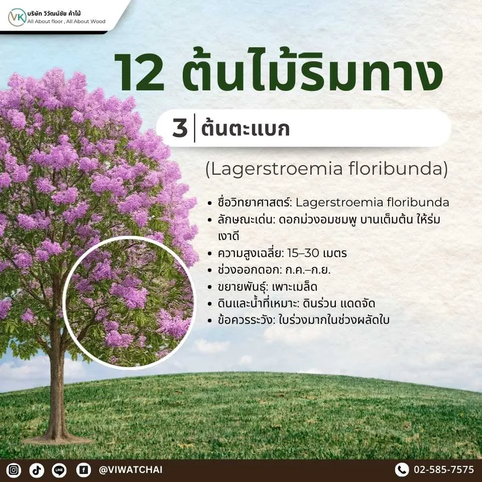 ต้นไม้ริมทาง ตะแบก (Lagerstroemia floribunda) ไม้ดอกสีม่วงสวยงาม