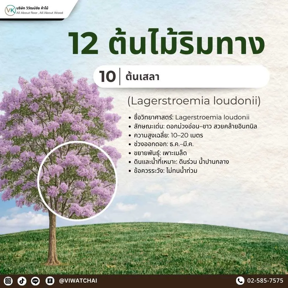 ต้นไม้ริมทาง เสลา ไม้ดอกสีม่วงอมชมพู สวยงามและให้ร่มเงา