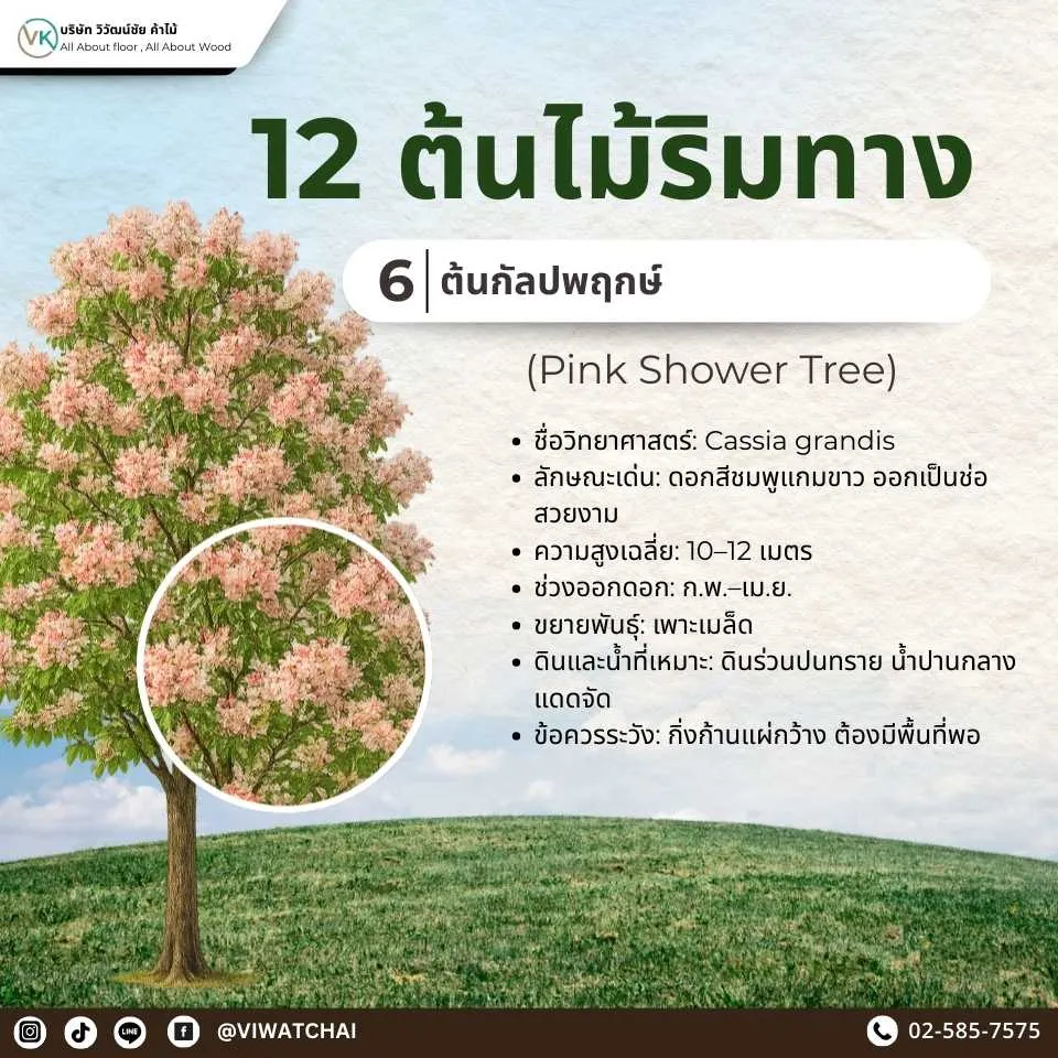 ต้นไม้ริมทาง กัลปพฤกษ์ ดอกสีชมพูสวยงาม เหมาะกับการปลูกประดับถนนและสวน