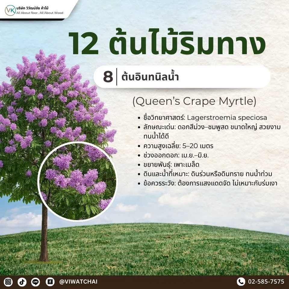 ต้นไม้ริมทาง อินทนิลน้ำ ดอกสีม่วงสวยงาม ให้ร่มเงาและเพิ่มสีสันสองข้างทาง