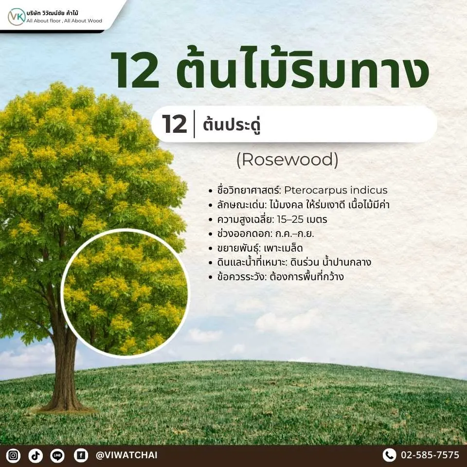 ต้นไม้ริมทาง ประดู่ ไม้ยืนต้นแข็งแรง ให้ร่มเงาและดอกสวยงาม