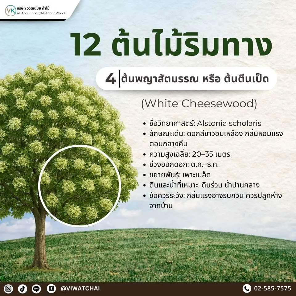 ต้นไม้ริมทาง ต้นตีนเป็ด ให้ร่มเงาและฟอกอากาศตามถนน