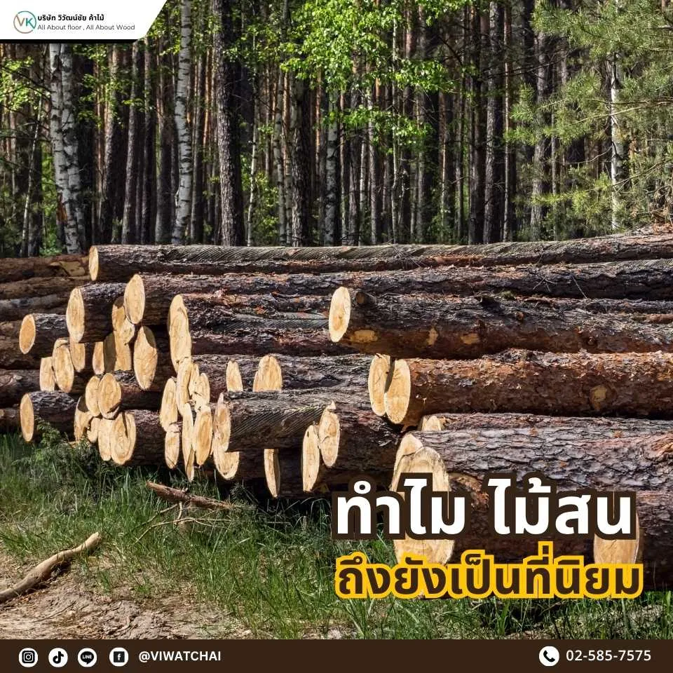 ภาพอธิบายเหตุผลว่าทำไมไม้สนยังเป็นที่นิยม ทั้งความสวย น้ำหนักเบา ราคาเข้าถึงง่าย และเหมาะกับงานก่อสร้าง–เฟอร์นิเจอร์