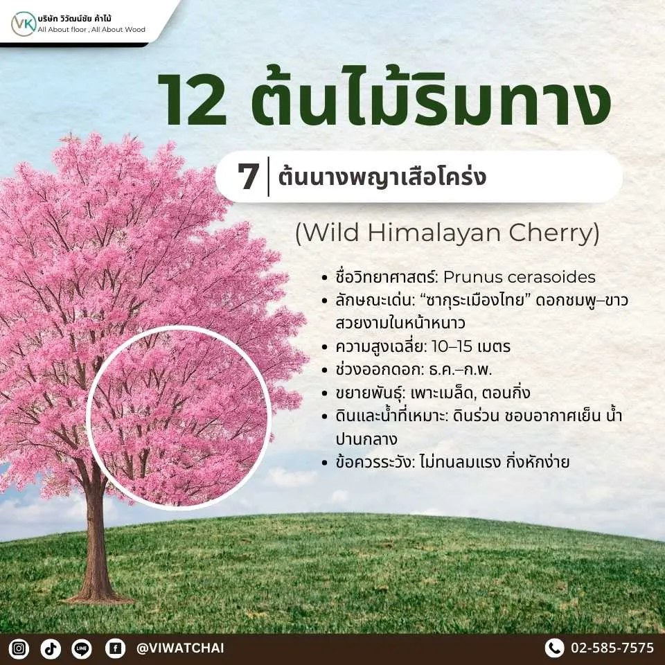 https://chatgpt.com/g/g-p-678722ac82748191ad759dbf58612d9f/c/68ca2a2d-6b4c-8327-b738-0d4a3736d9de#:~:text=Alt%20Text%3A-,%E0%B8%95%E0%B9%89%E0%B8%99%E0%B9%84%E0%B8%A1%E0%B9%89%E0%B8%A3%E0%B8%B4%E0%B8%A1%E0%B8%97%E0%B8%B2%E0%B8%87%20%E0%B8%99%E0%B8%B2%E0%B8%87%E0%B8%9E%E0%B8%8D%E0%B8%B2%E0%B9%80%E0%B8%AA%E0%B8%B7%E0%B8%AD%E0%B9%82%E0%B8%84%E0%B8%A3%E0%B9%88%E0%B8%87%20%E0%B8%94%E0%B8%AD%E0%B8%81%E0%B8%AA%E0%B8%B5%E0%B8%8A%E0%B8%A1%E0%B8%9E%E0%B8%B9%E0%B8%AA%E0%B8%A7%E0%B8%A2%E0%B8%87%E0%B8%B2%E0%B8%A1%E0%B8%84%E0%B8%A5%E0%B9%89%E0%B8%B2%E0%B8%A2%E0%B8%8B%E0%B8%B2%E0%B8%81%E0%B8%B8%E0%B8%A3%E0%B8%B0,-Title%3A%0A%E0%B8%95%E0%B9%89%E0%B8%99%E0%B9%84%E0%B8%A1%E0%B9%89%E0%B8%A3%E0%B8%B4%E0%B8%A1