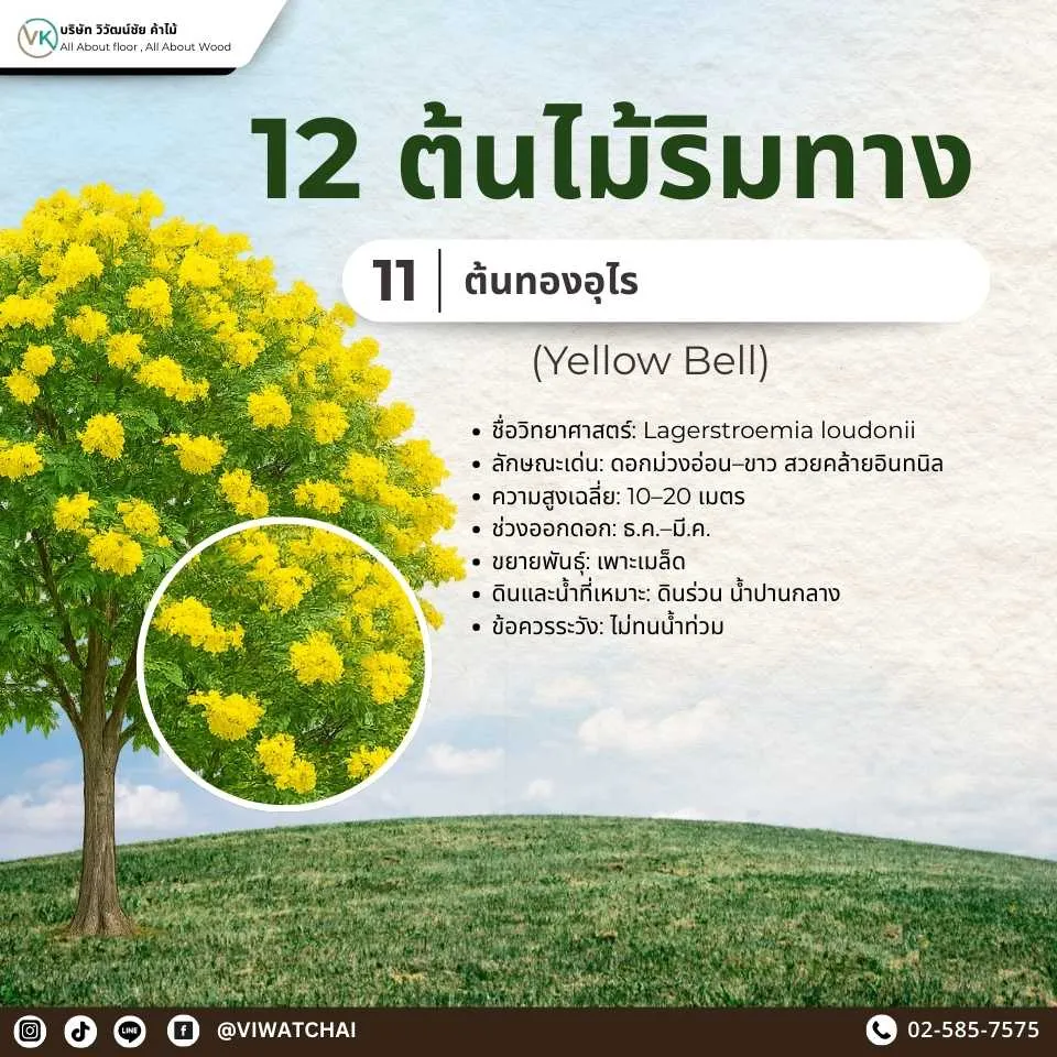 ต้นไม้ริมทาง ทองอุไร ดอกสีเหลืองสดใส สร้างความสวยงามและร่มรื่น