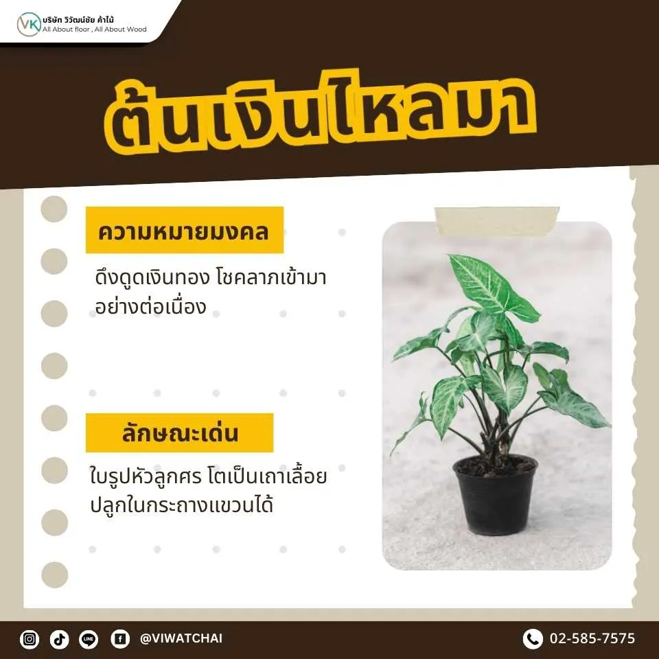 ต้นเงินไหลมา ต้นไม้มงคลเสริมโชคลาภ การเงินมั่งคั่ง ปลูกง่ายในบ้าน