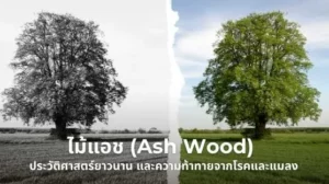 ไม้แอช คุณสมบัติเด่น ประวัติศาสตร์ยาวนาน และความท้าทายจากโรคและแมลง