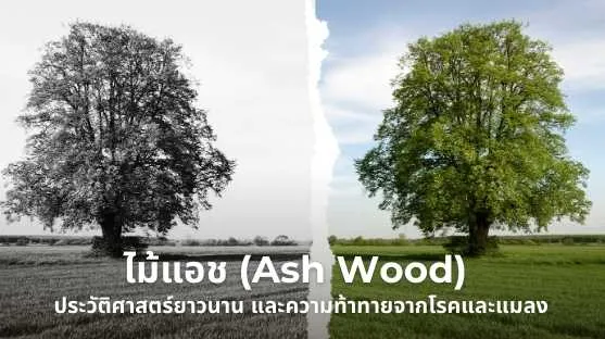 ไม้แอช คุณสมบัติเด่น ประวัติศาสตร์ยาวนาน และความท้าทายจากโรคและแมลง