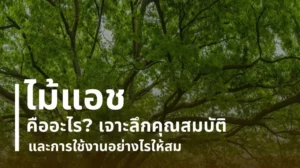 ไม้แอช คืออะไร เจาะลึกคุณสมบัติและการใช้งาน