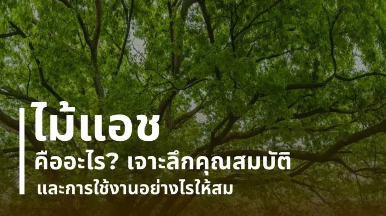 ไม้แอช คืออะไร เจาะลึกคุณสมบัติและการใช้งาน