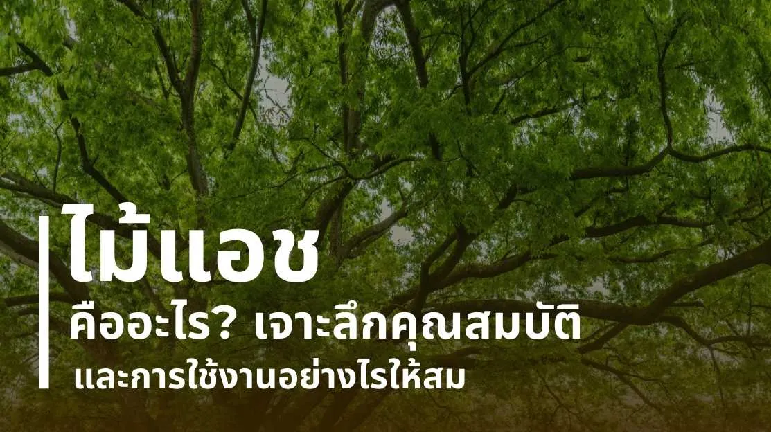 ไม้แอช คืออะไร เจาะลึกคุณสมบัติและการใช้งาน