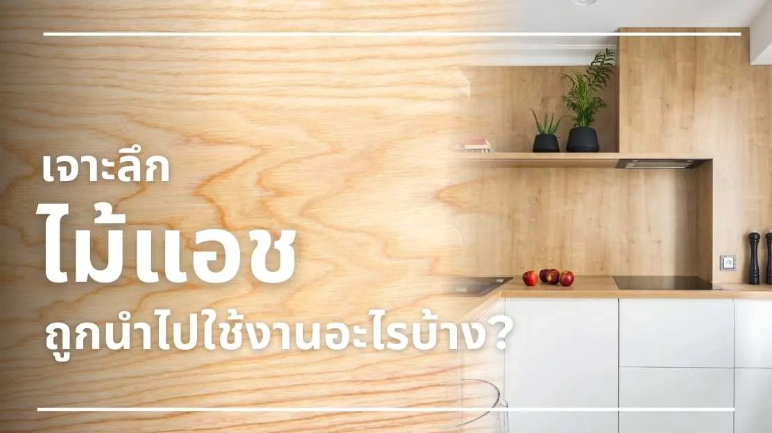 การใช้งานไม้แอช จากอดีตถึงปัจจุบัน ทั้งเฟอร์นิเจอร์ พื้นไม้ กีฬา และดนตรี