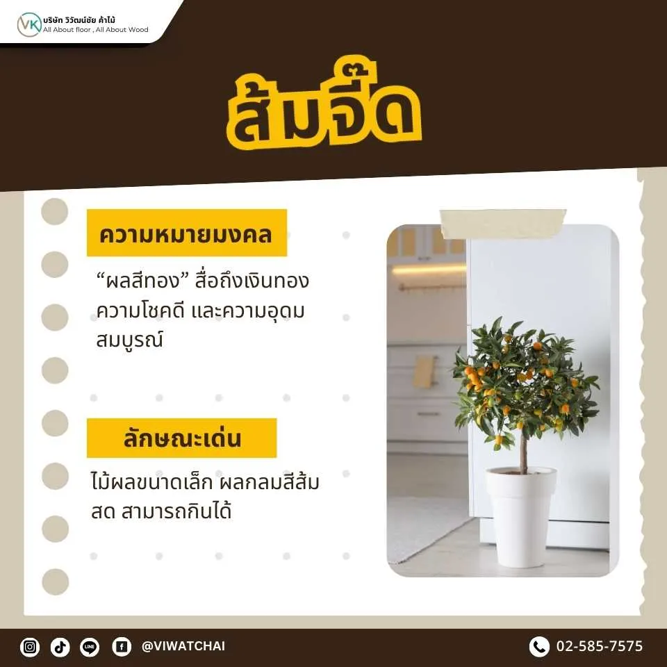 ส้มจี๊ด ต้นไม้มงคลเสริมโชคลาภ การเงิน และความรุ่งเรืองในบ้าน