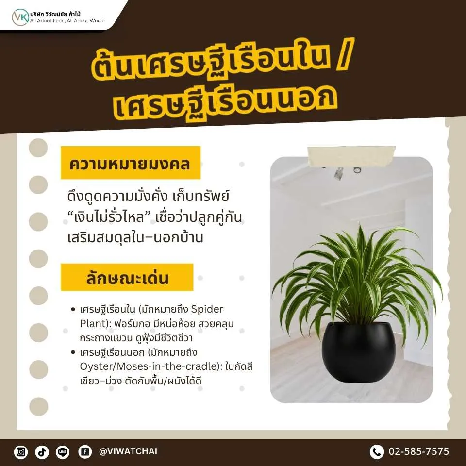 ต้นเศรษฐีเรือนนอก ต้นไม้มงคลเสริมสิริมงคลและป้องกันสิ่งไม่ดี