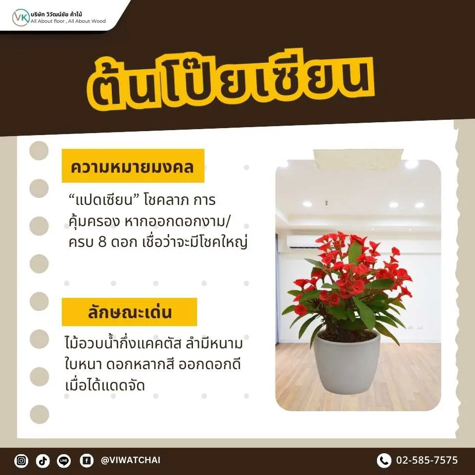 ต้นโป๊ยเซียน ต้นไม้มงคลเสริมโชคลาภ ความเจริญรุ่งเรือง และความสุขในบ้าน