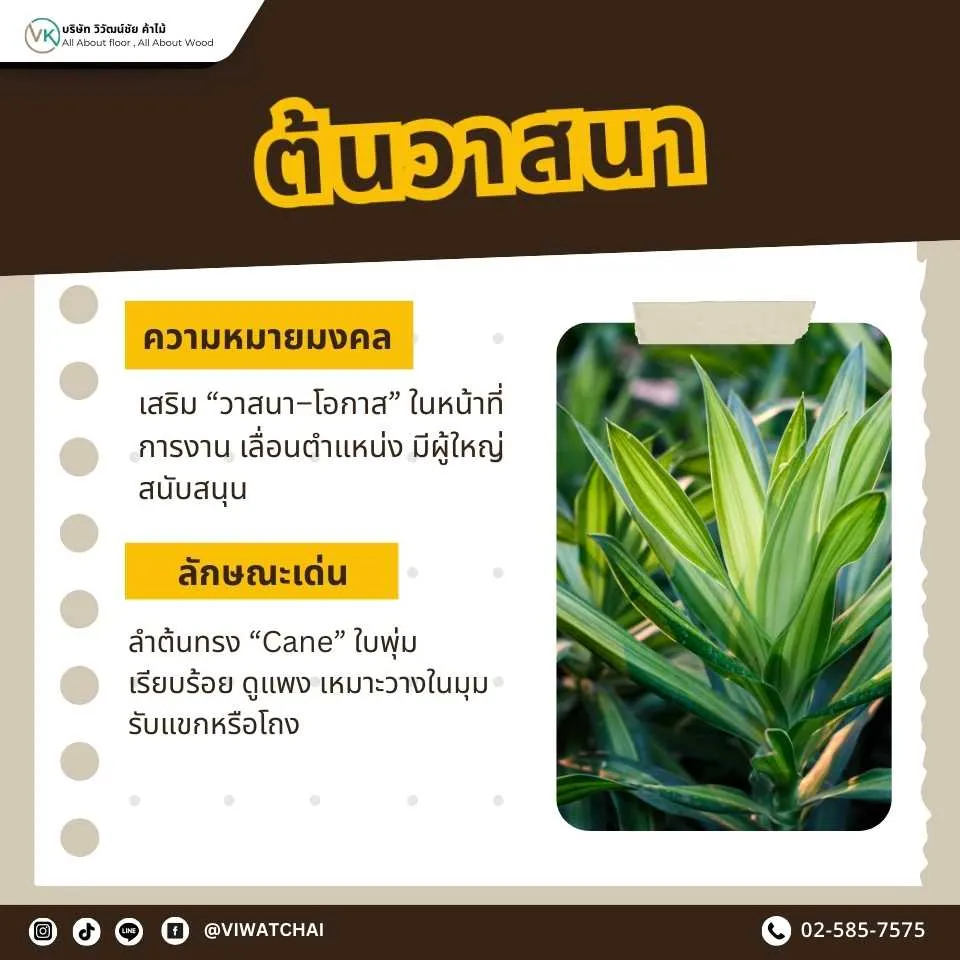 ต้นวาสนา ต้นไม้มงคลเสริมบารมีและโชคลาภ นิยมปลูกในบ้าน